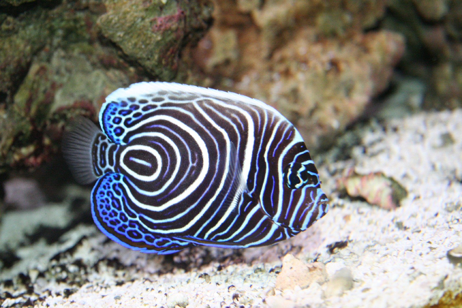 主刺蓋魚 (Pomacanthus imperator)