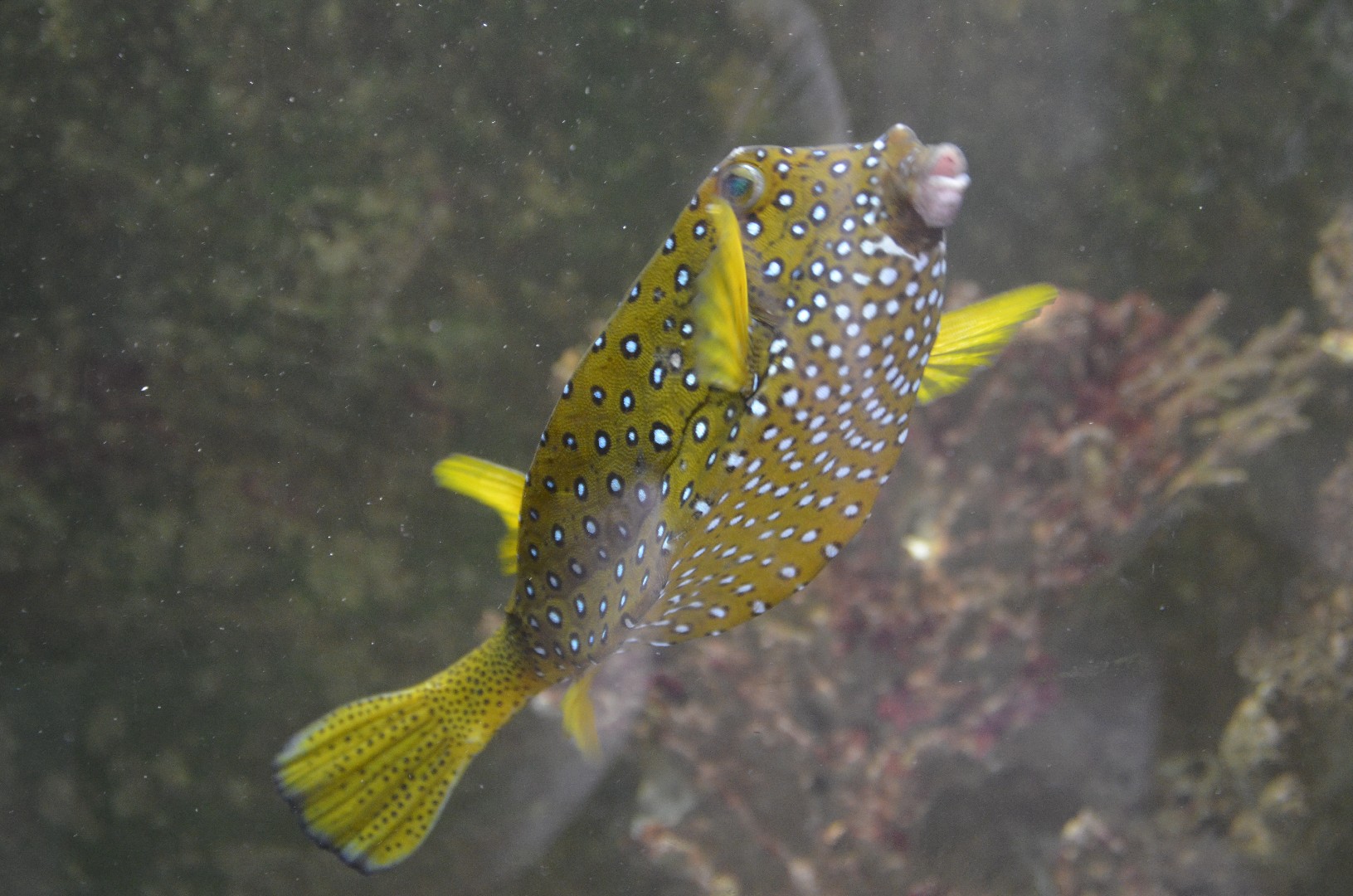 Gelbbrauner kofferfisch (Ostracion cubicus)