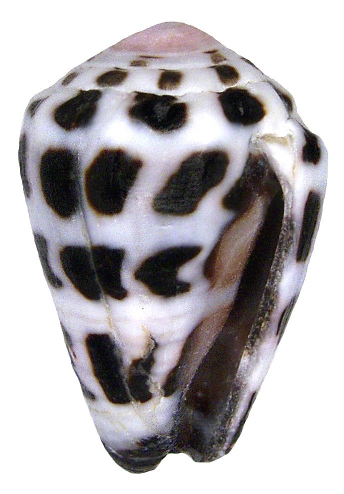 Conus ebraeus (Conus ebraeus)