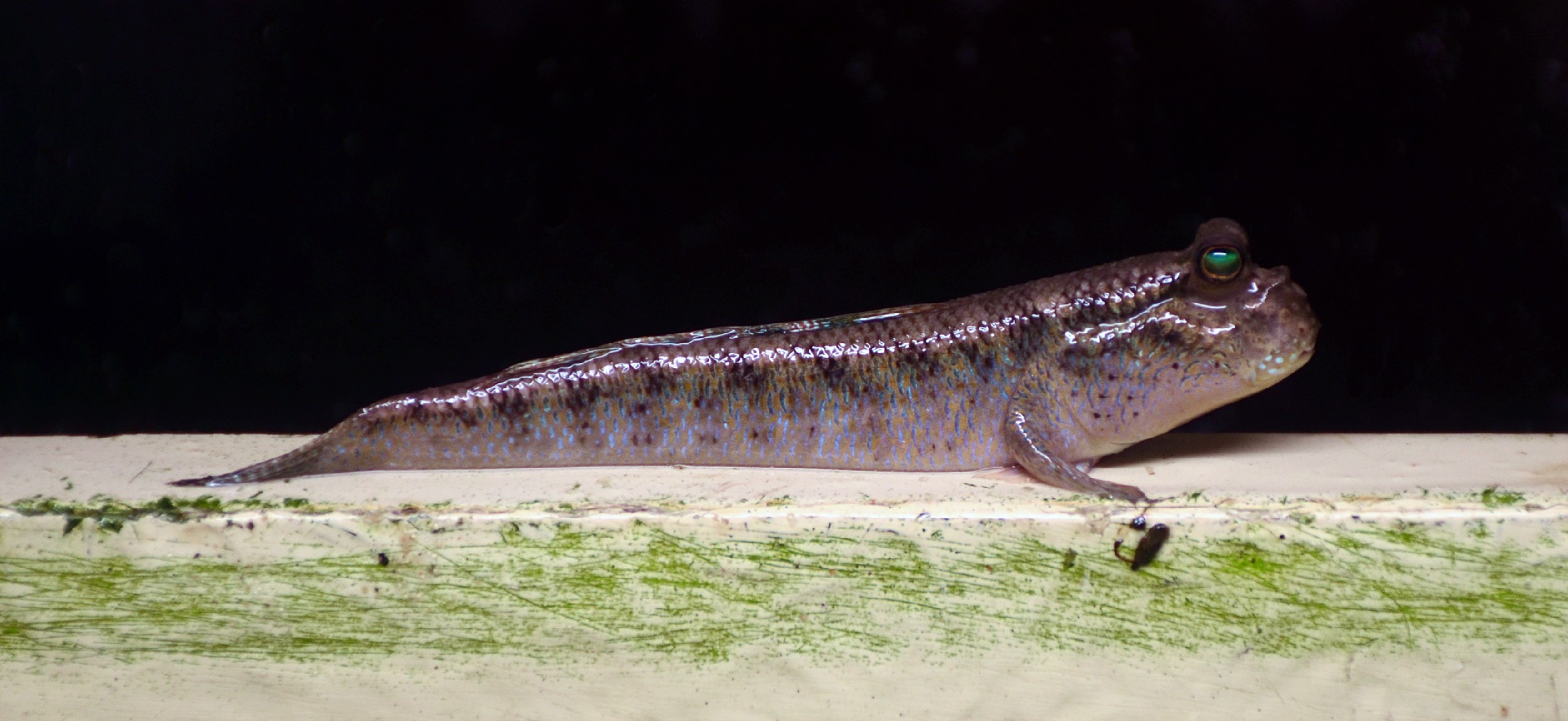 奇彈塗魚 (Periophthalmus barbarus)