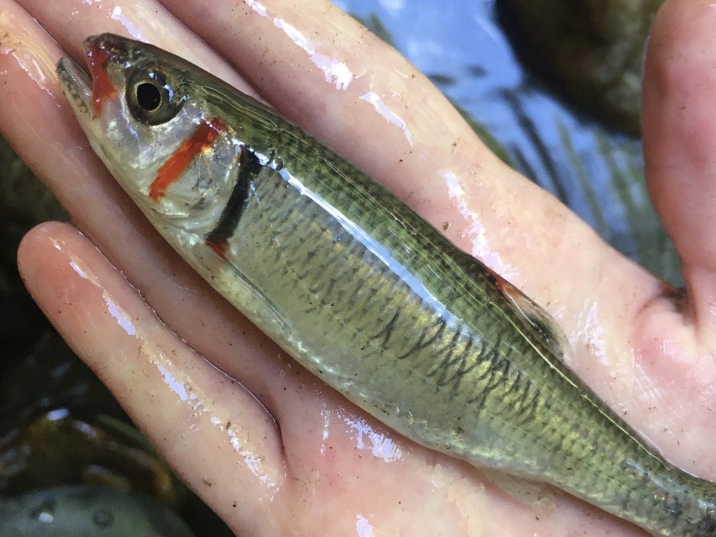 Warpaint shiner (Luxilus coccogenis)