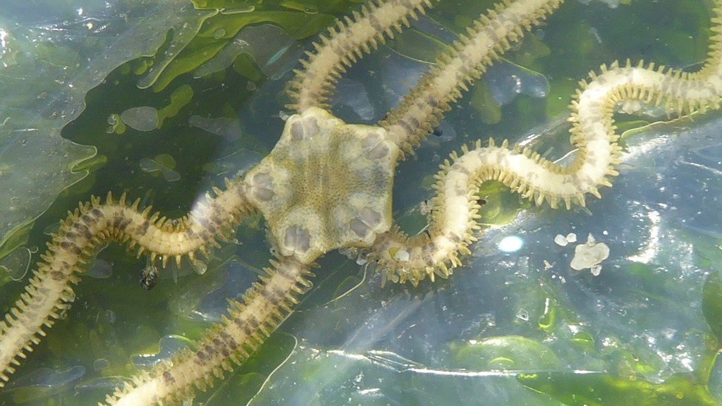 Long-armed brittle star (Amphiodia occidentalis)