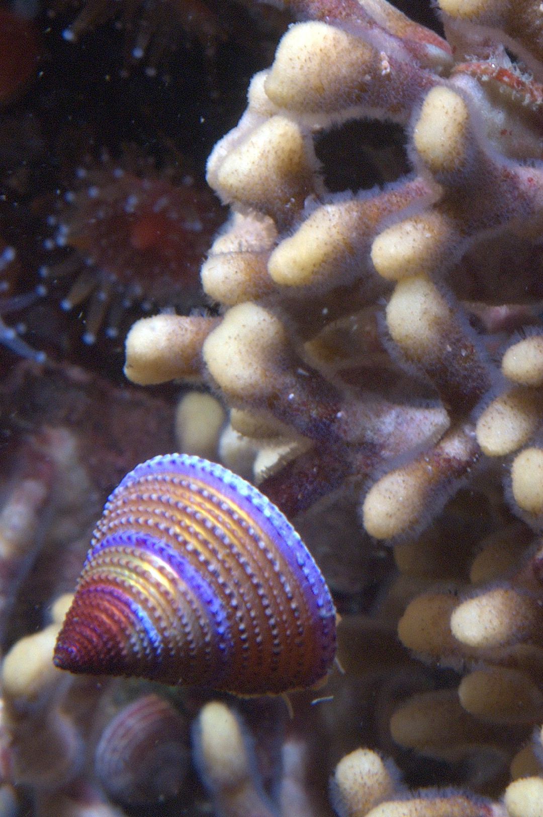 Calliostoma annulatum (Calliostoma annulatum)