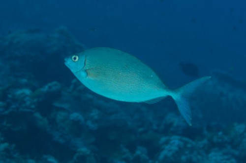 Rabbitfish (Siganus)