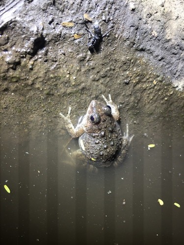 Phrynobatrachus natalensis (Phrynobatrachus natalensis)