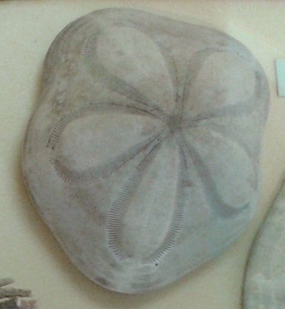 Fat sea biscuit (Clypeaster rosaceus)