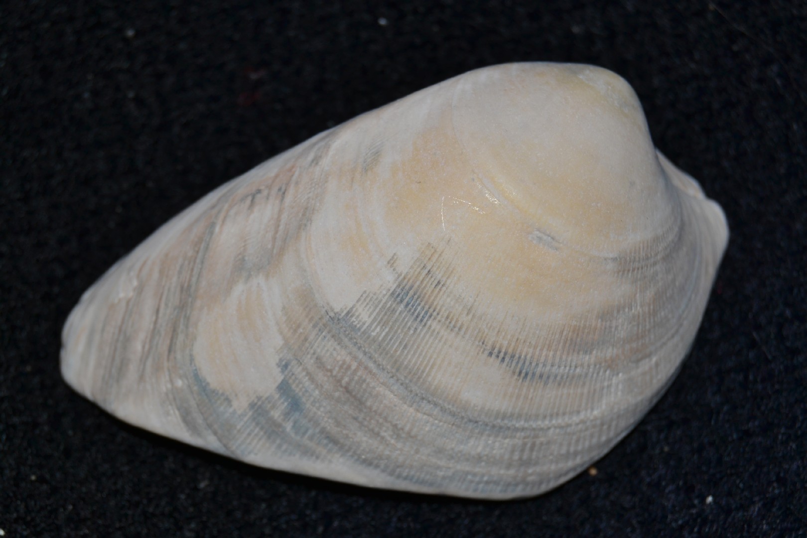 Hard clam (Mercenaria mercenaria)