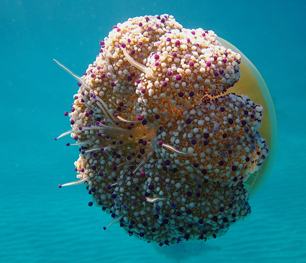 Mediterranean jellyfish (Cotylorhiza tuberculata)