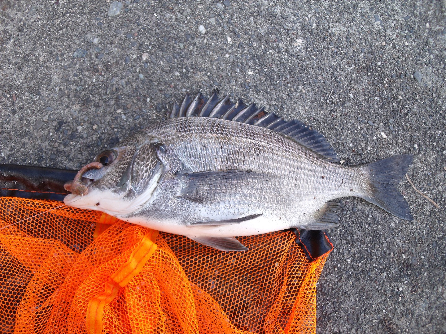 Blackhead seabream (Acanthopagrus schlegelii)