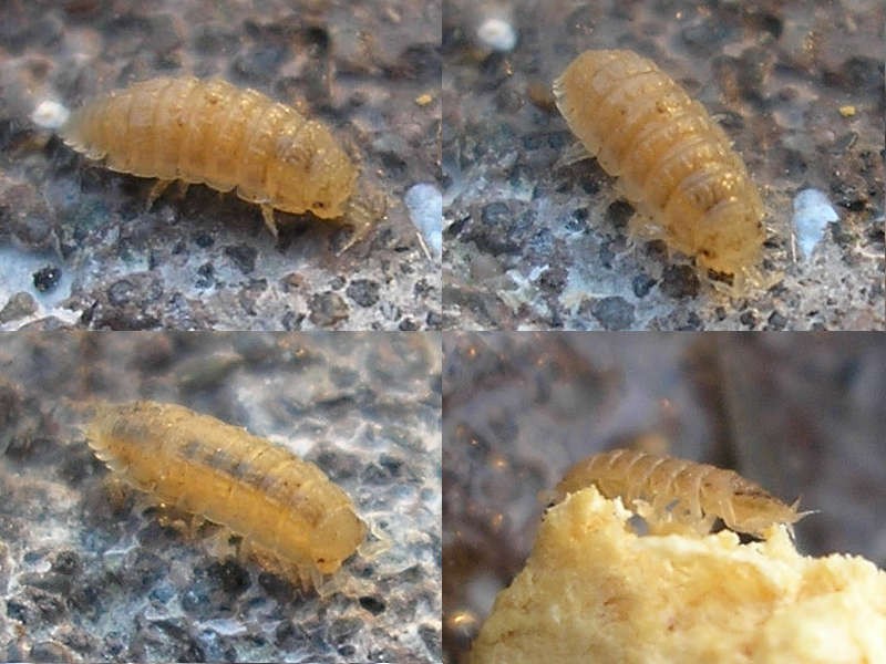 Terrestrial cave isopod (Haplophthalmus danicus)