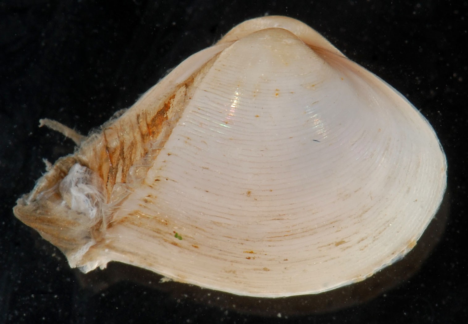 Almeja pato (Mulinia lateralis)