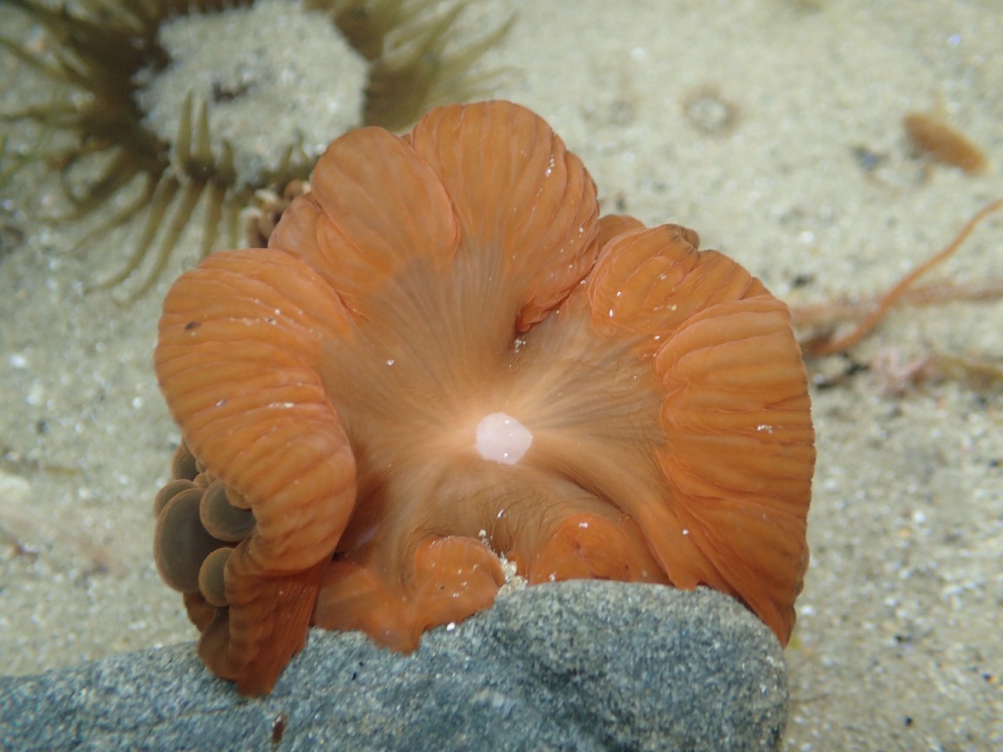 Wandering sea anemone (Phlyctenactis tuberculosa)