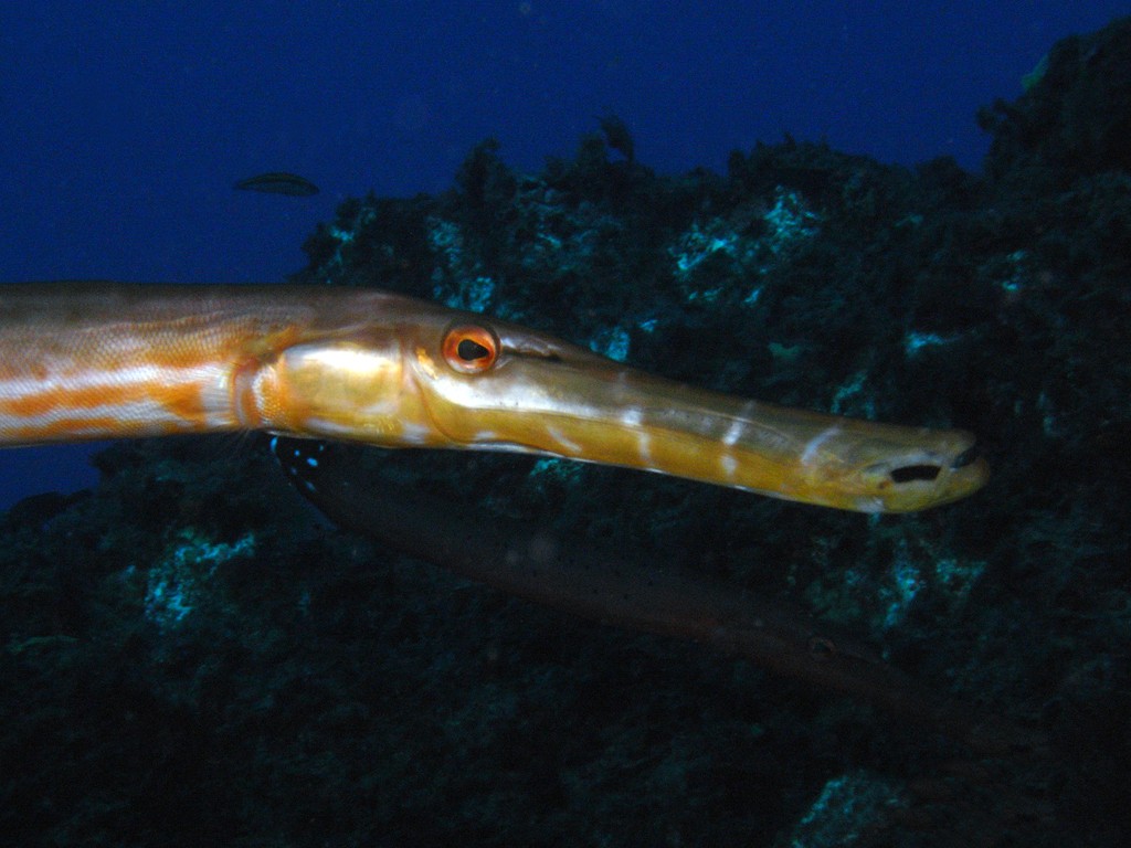 Trumpetfishes (Aulostomus)