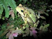 Evergreen toad (Incilius coniferus)