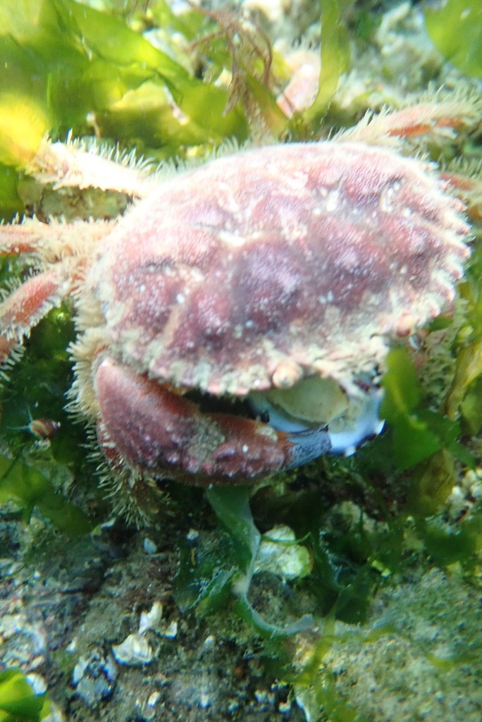 Glebocarcinus (Glebocarcinus)