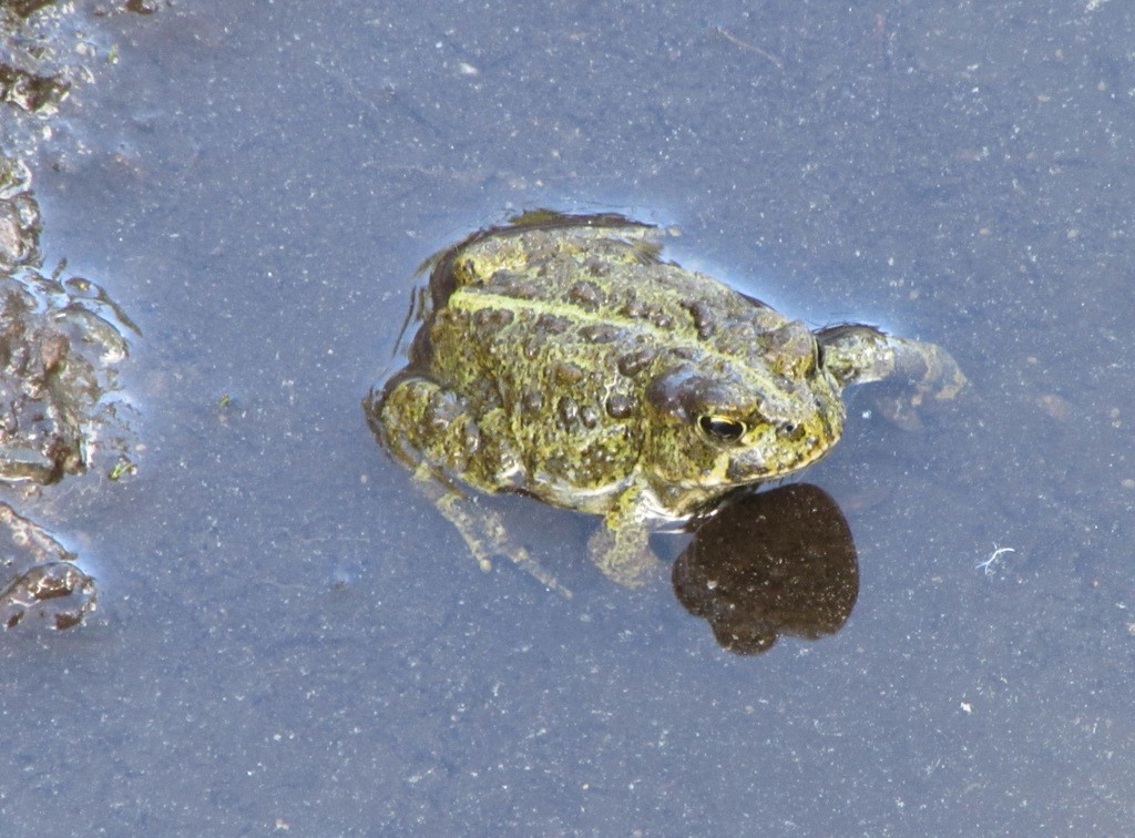 North american green toad (Anaxyrus)
