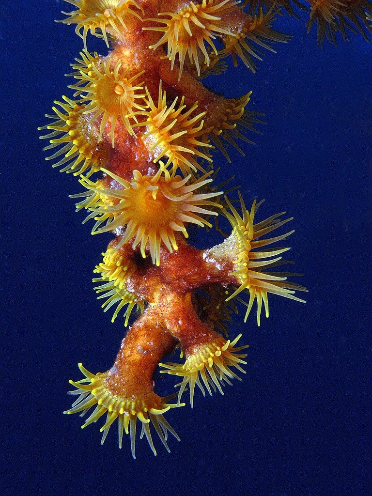 Yellow cluster anemone (Parazoanthus axinellae)