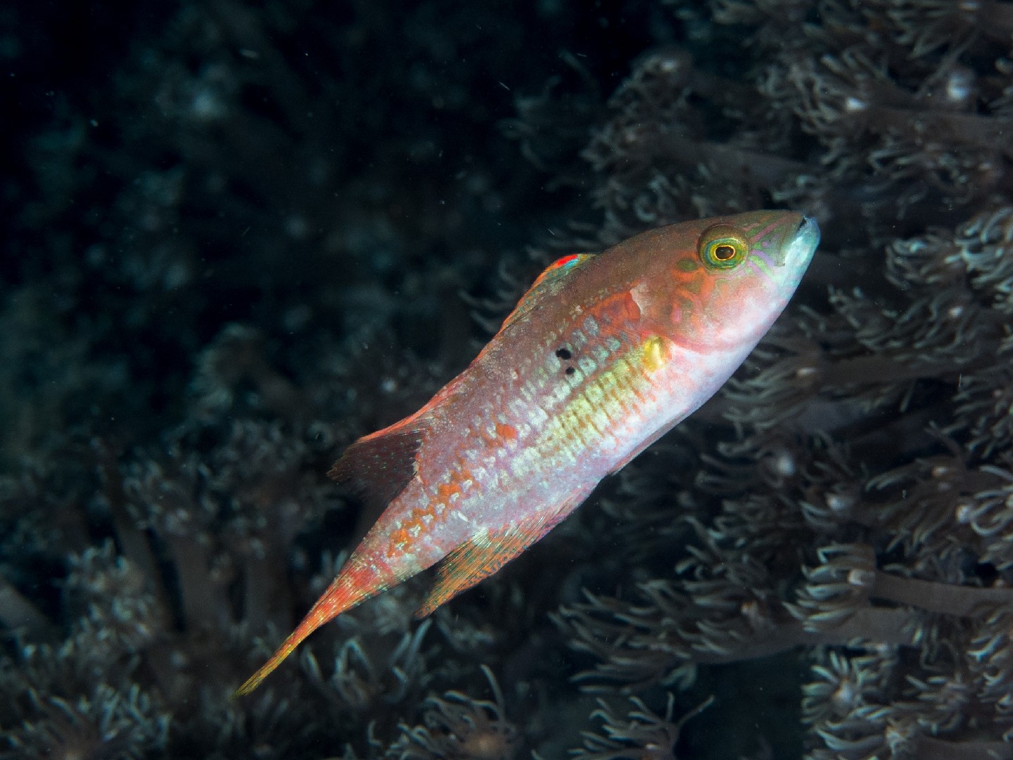 Labre à queue de comète (Oxycheilinus bimaculatus)