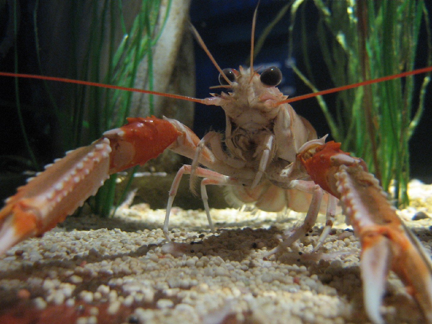 Dublin bay prawn (Nephrops norvegicus)