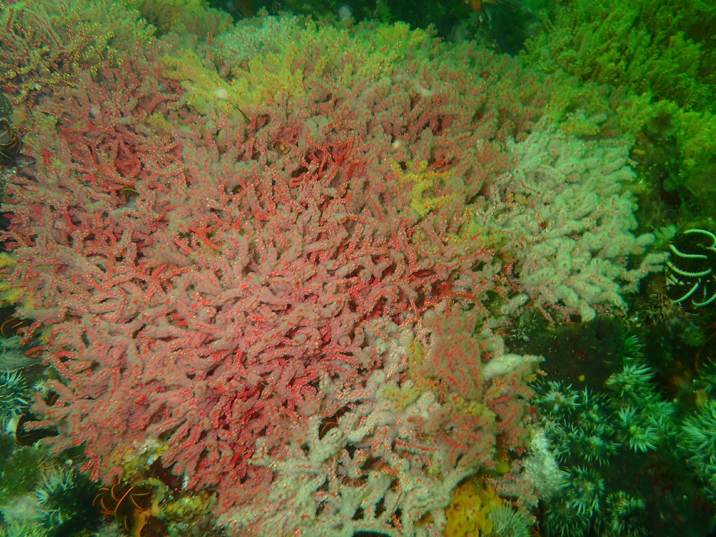 Multicoloured sea fan (Melithaea rubra)