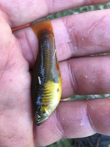 Variable platyfish (Xiphophorus variatus)