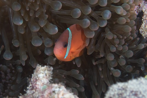 Anemonenfische (Amphiprion)