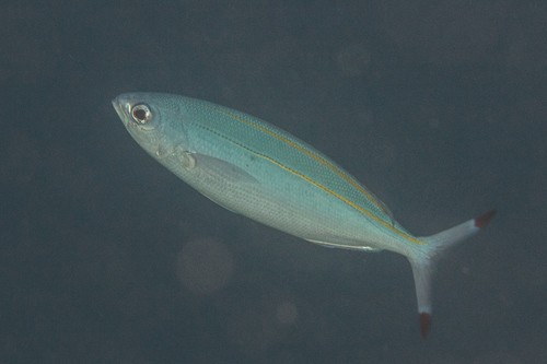 Pterocaesio (Pterocaesio)