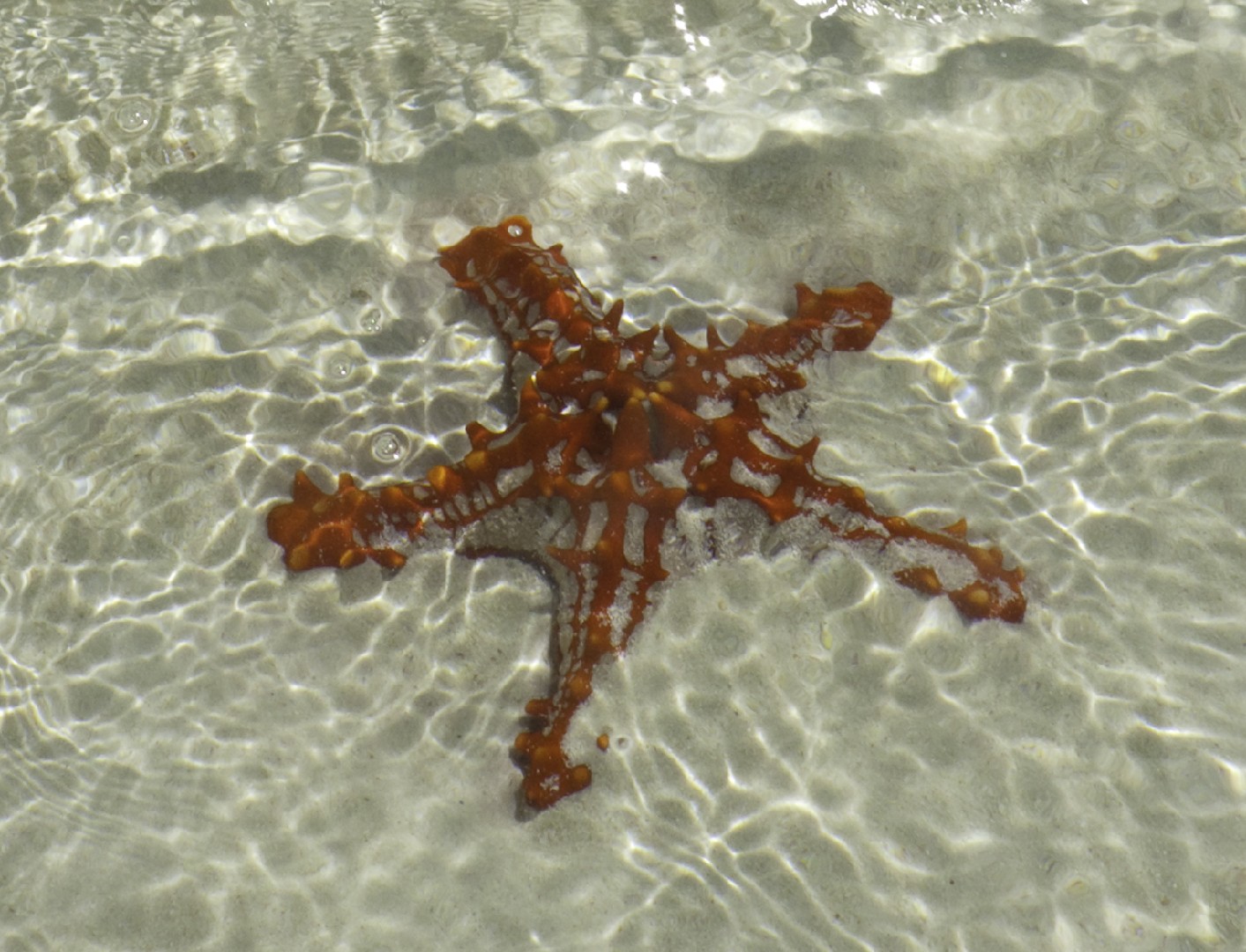 Red knob sea star (Protoreaster lincki)