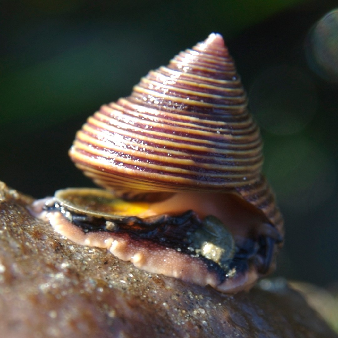Calliostoma ligatum (Calliostoma ligatum)
