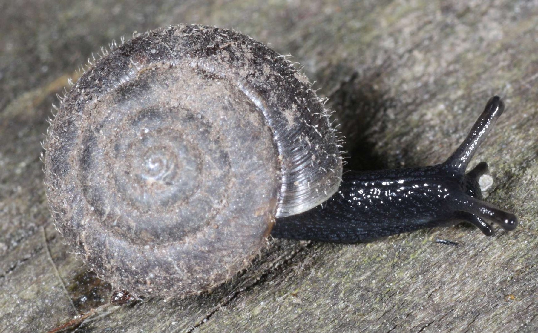Hairy snail (Trochulus hispidus)
