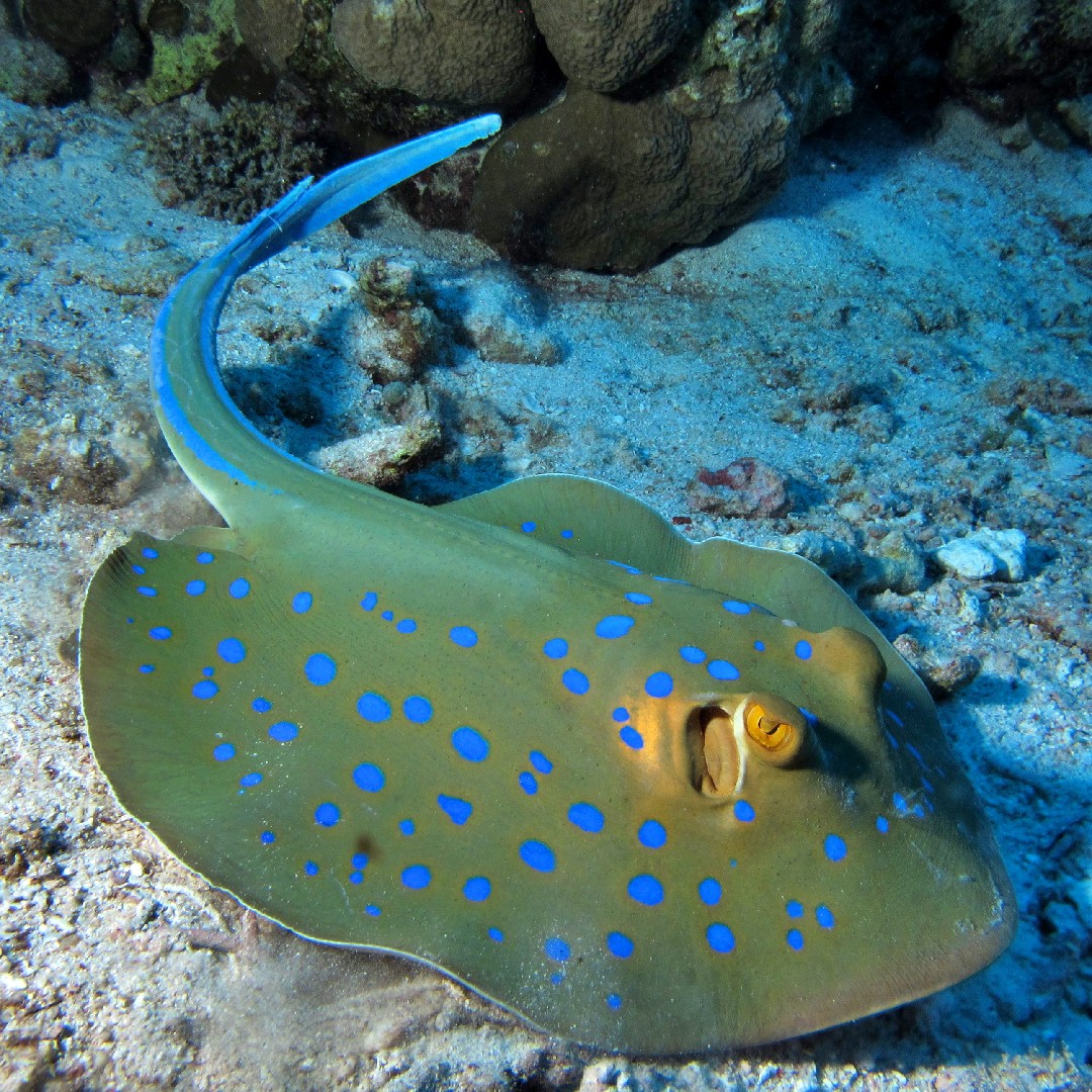 Blauwgespikkelde pijlstaartrog (Taeniura lymma)