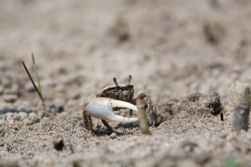 Atlantic sand fiddler crab (Leptuca pugilator) - Picture Fish