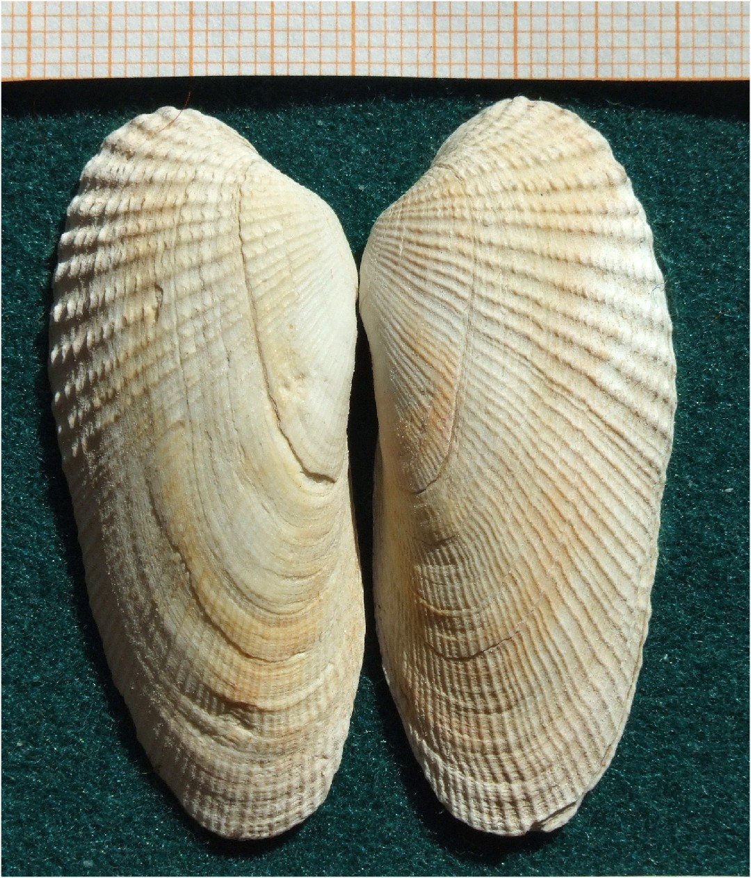 Аме­ри­кан­ский свер­лиль­щик (Petricolaria pholadiformis)