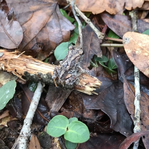 Eastern spadefoot (Scaphiopus holbrookii)