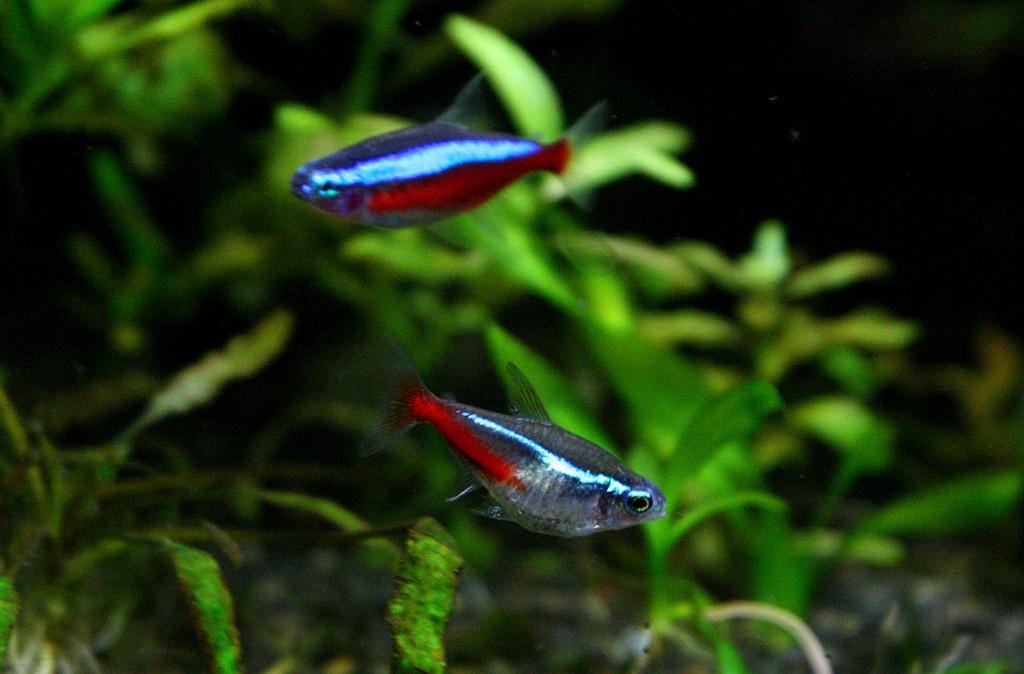 Neon tetras (Paracheirodon)