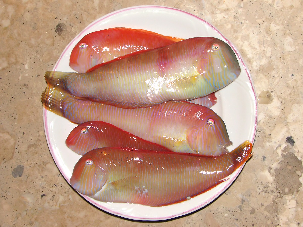 Pearly razorfish (Xyrichtys novacula)