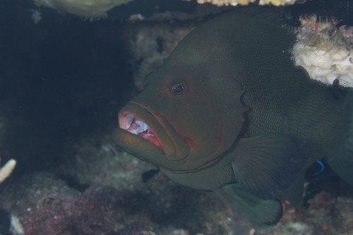 Cabot gueule rouge (Aethaloperca rogaa)