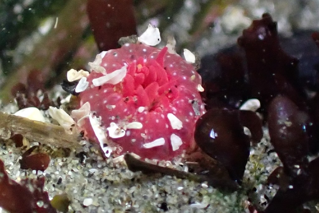 White-spotted rose anemone (Cribrinopsis albopunctata)