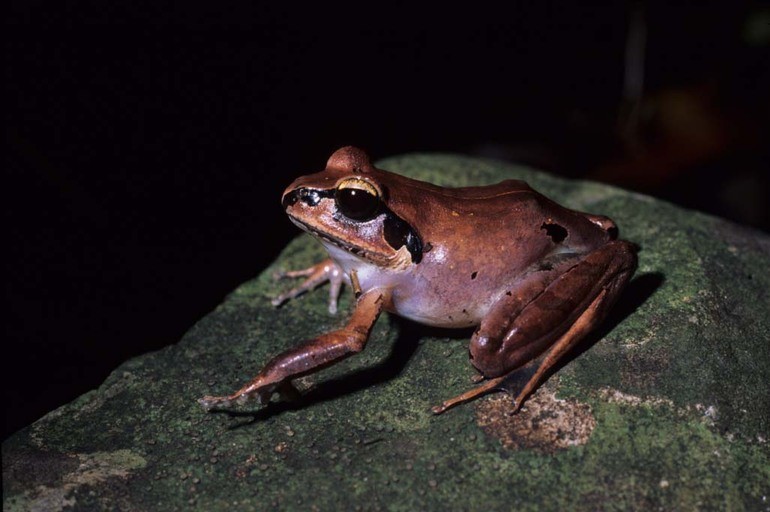 Madagascar jumping frogs (Aglyptodactylus)