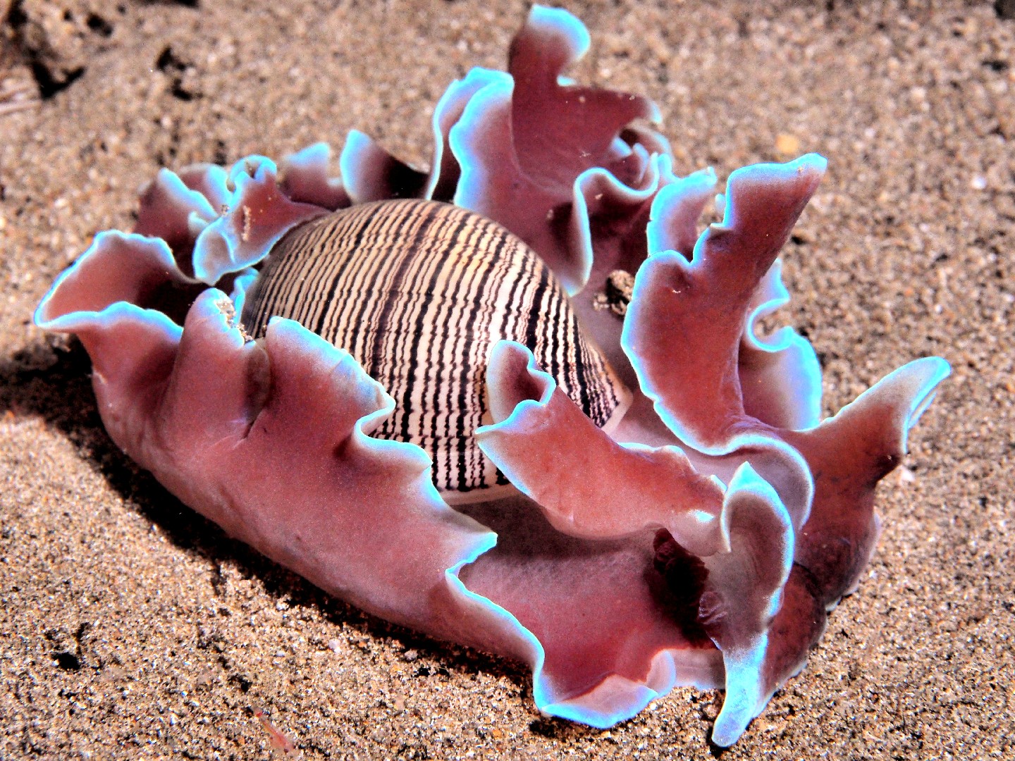 Striped paper bubble (Hydatina physis)