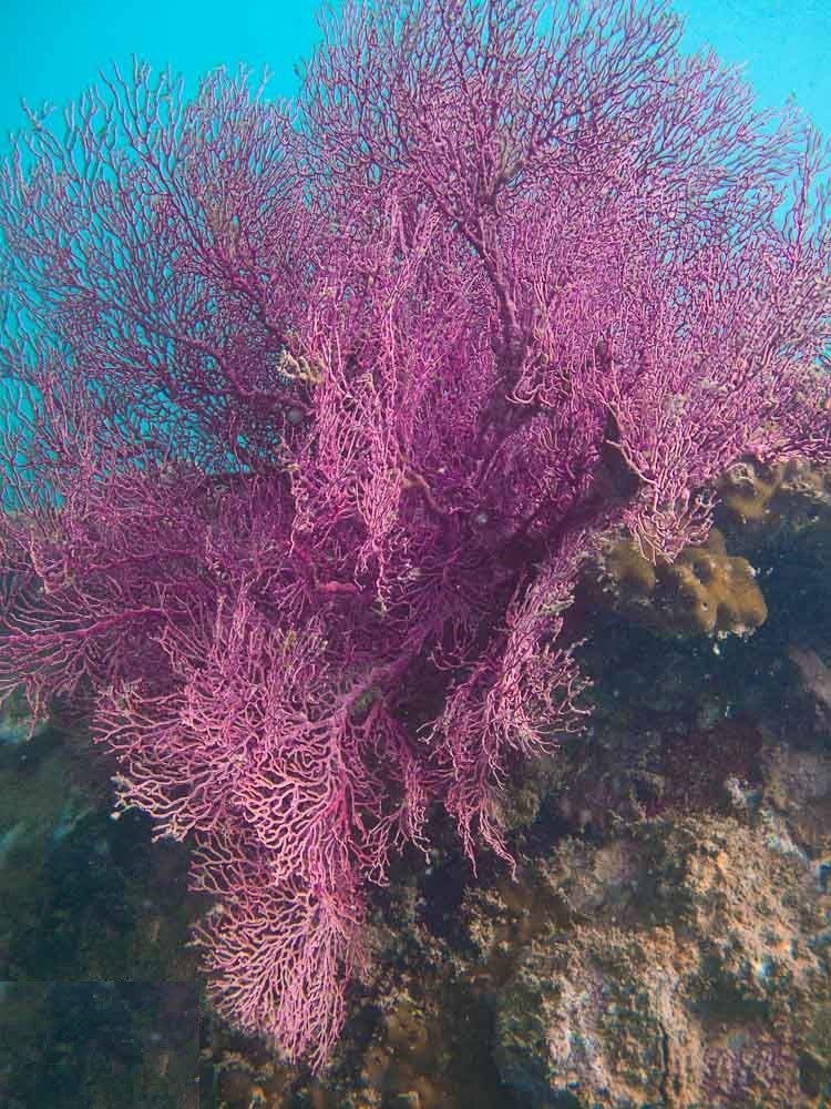 Giant sea fan (Annella mollis)