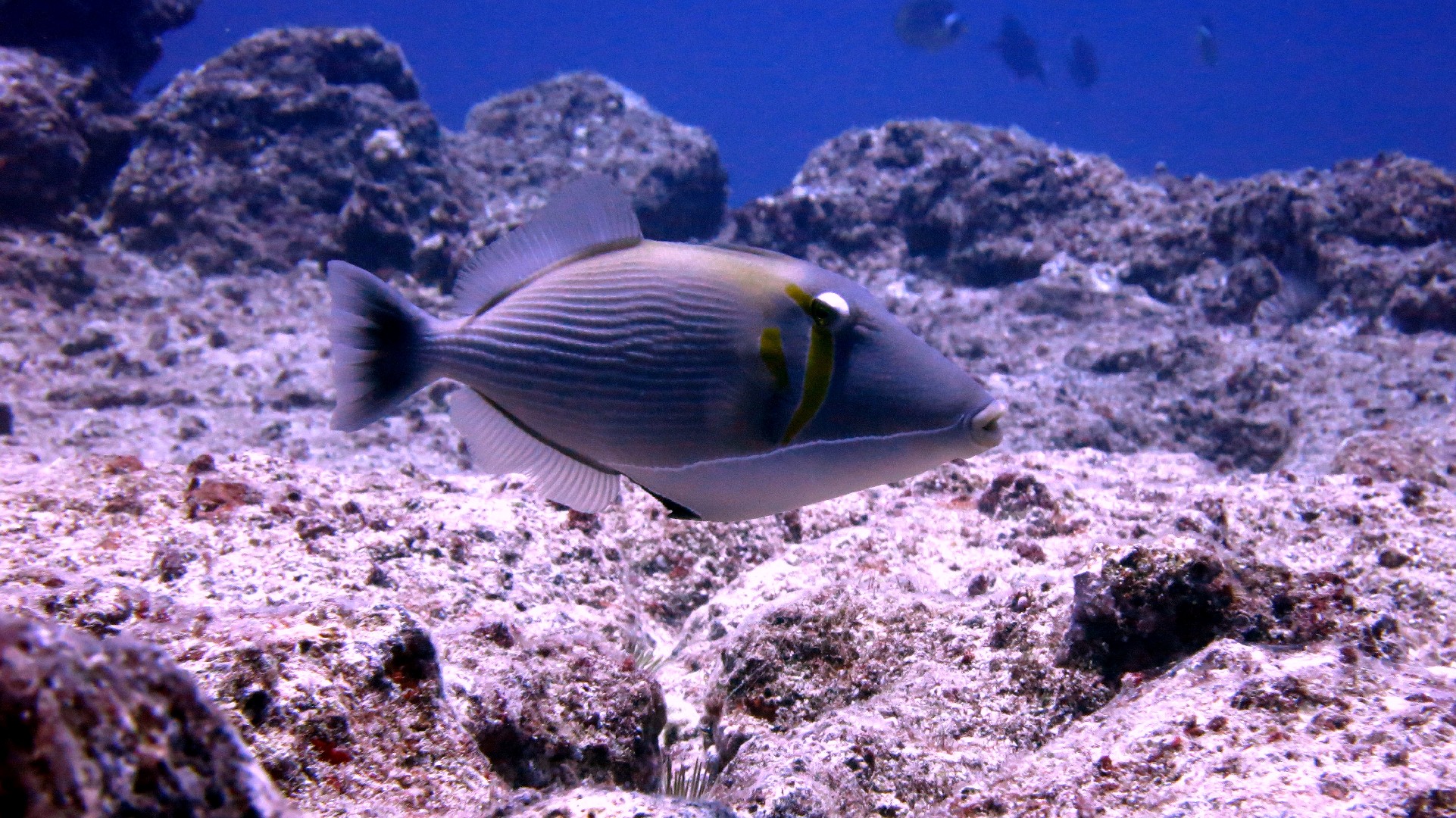 Bumerang-drückerfisch (Sufflamen bursa)