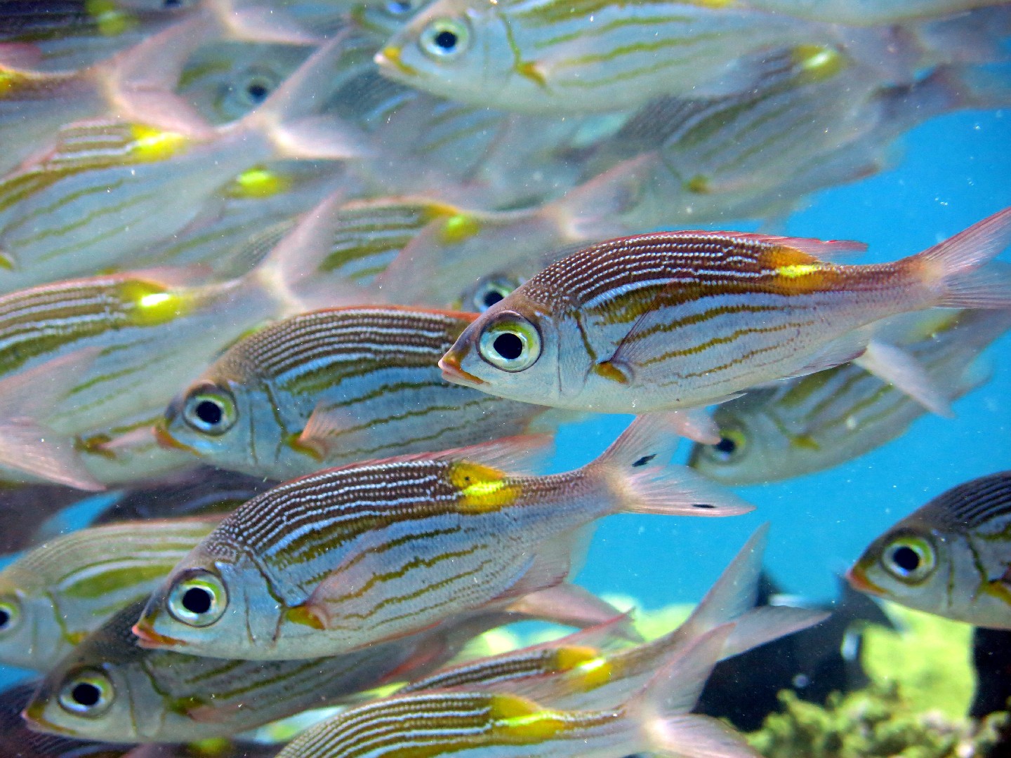 Goldspot seabream (Gnathodentex aureolineatus)