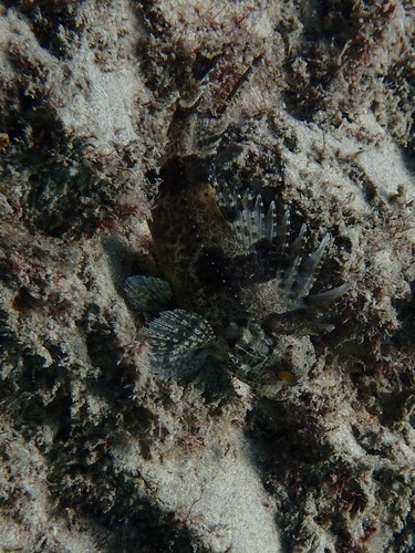 Fortescue (Centropogon australis)