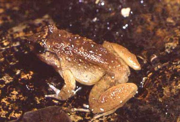 Fanged frogs (Limnonectes)