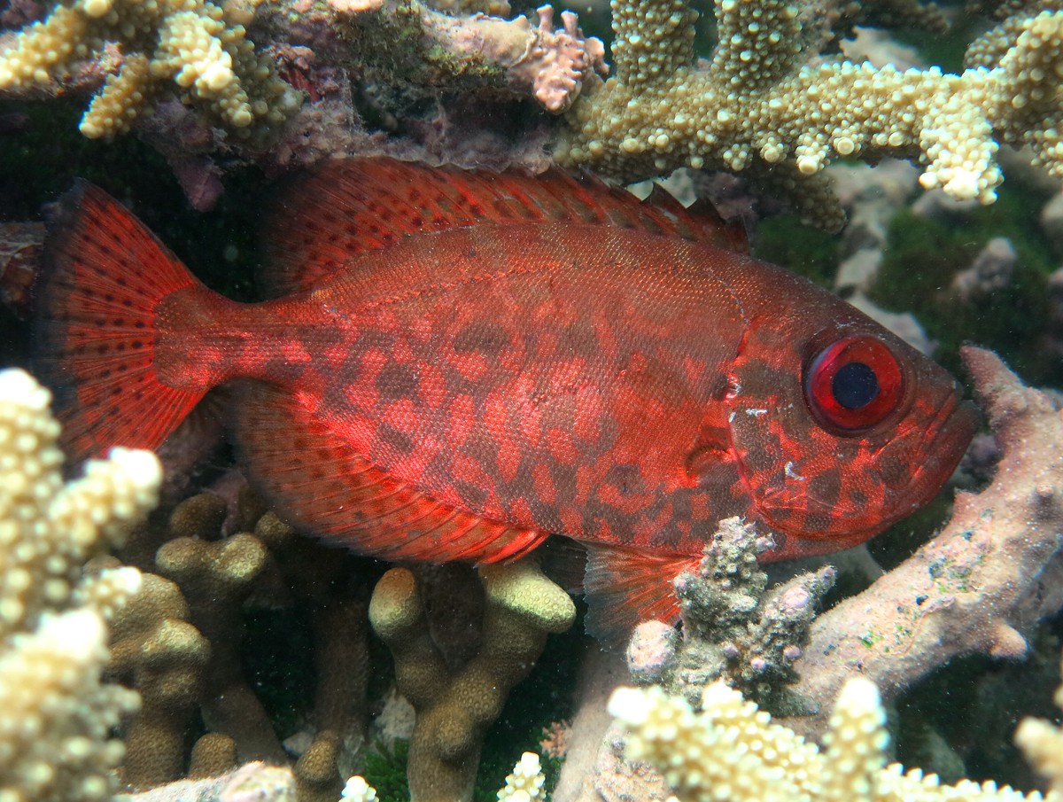 Heteropriacanthus (Heteropriacanthus)