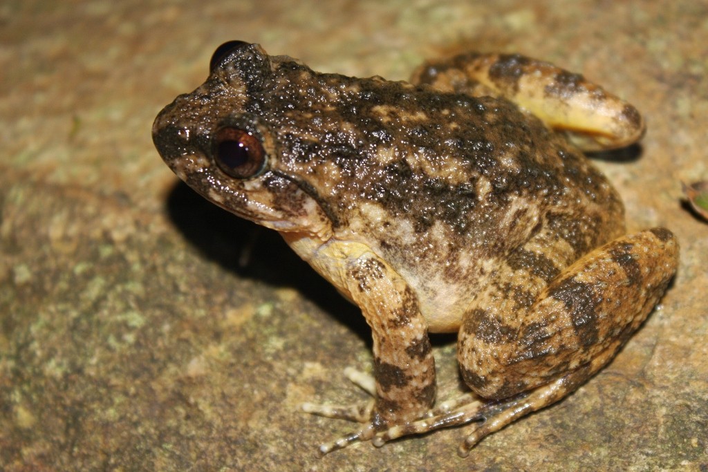 Spiny frogs (Quasipaa)