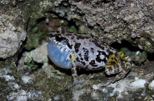 Eleutherodactylus nitidus (Eleutherodactylus nitidus)