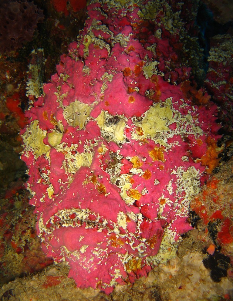 Poisson pierre commun (Synanceia verrucosa)