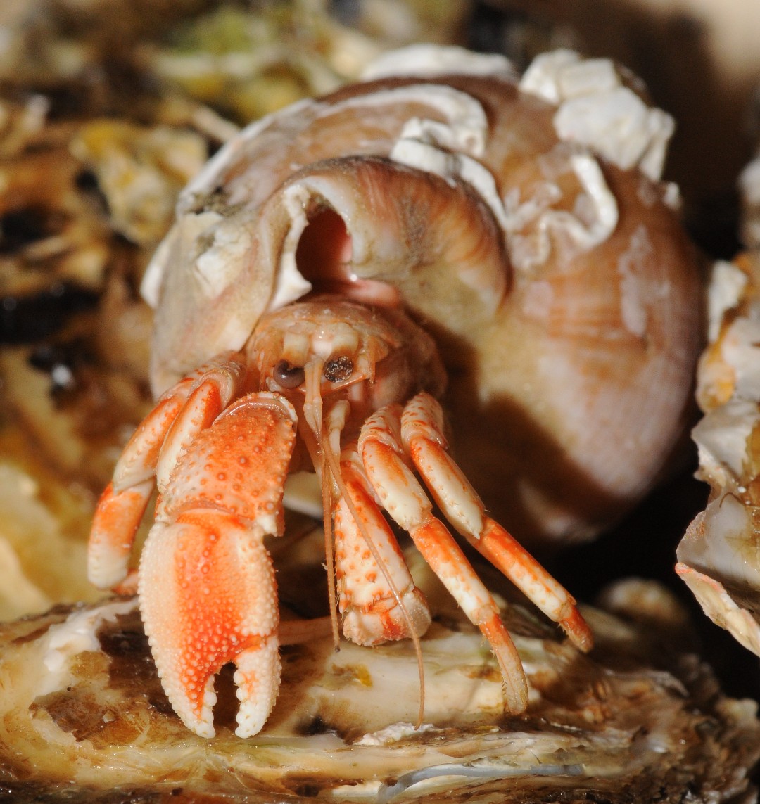 Common hermit crab (Pagurus bernhardus)